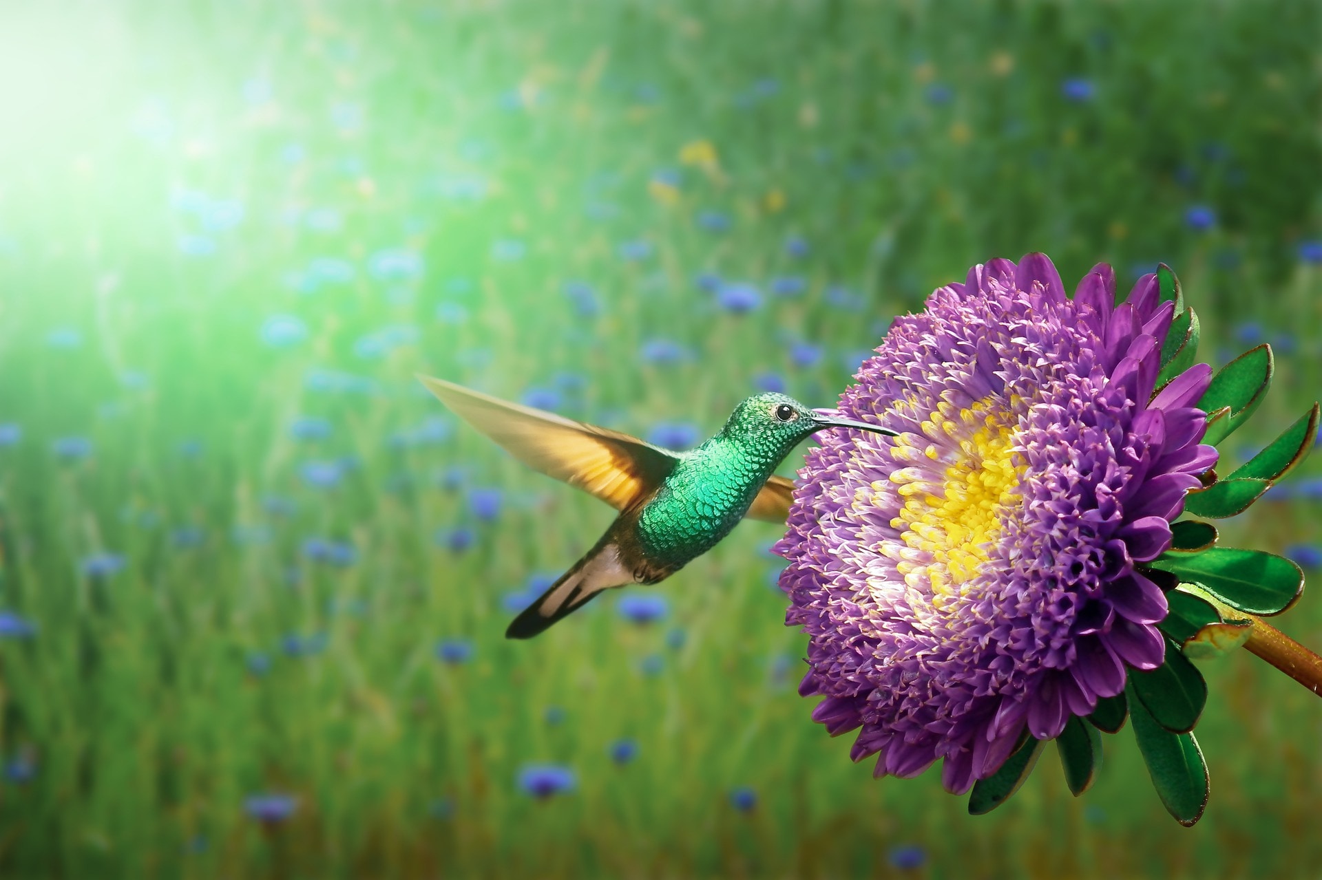 1-COLIBRI-